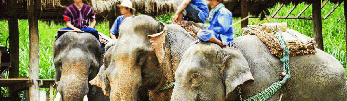 elephant Sanctuary chiang mai gif
